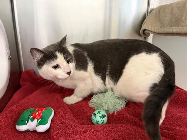 Nancy - Domestic Short Hair