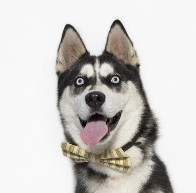 Max - Siberian Husky