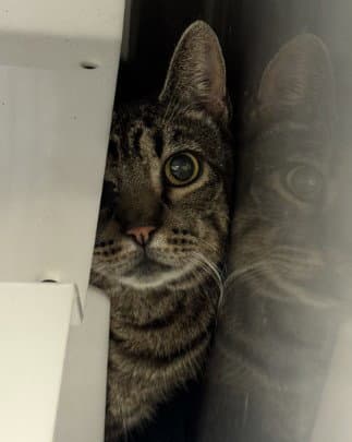 Tom - Domestic Short Hair