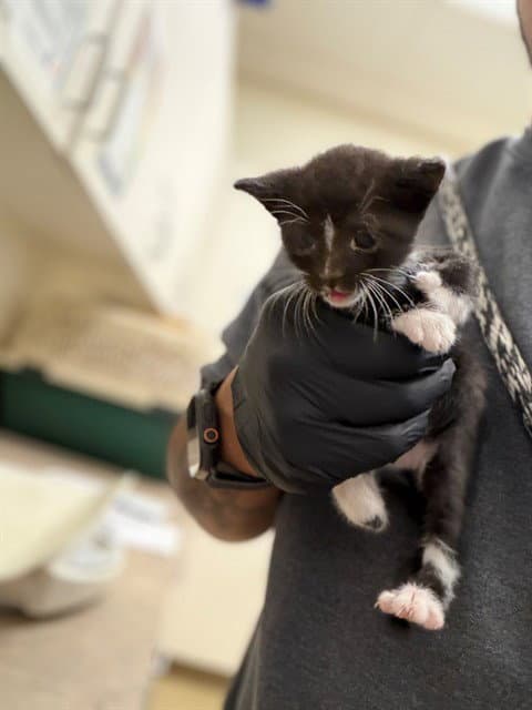 Serenity - Domestic Short Hair