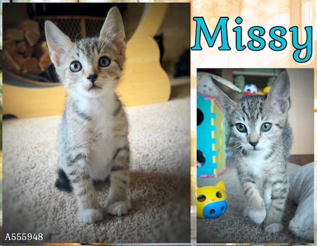 Missy - Domestic Short Hair