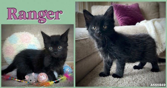 Ranger - Domestic Short Hair