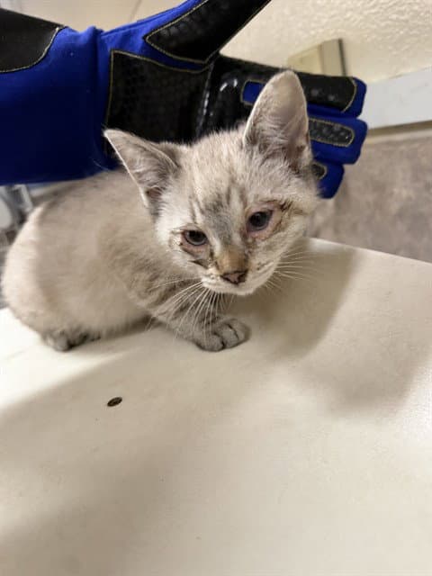 Maggie - Domestic Short Hair