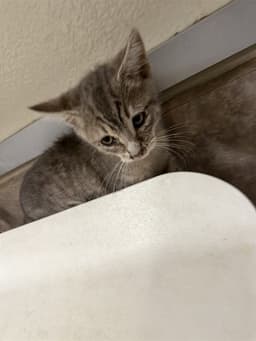 Frankie image 1