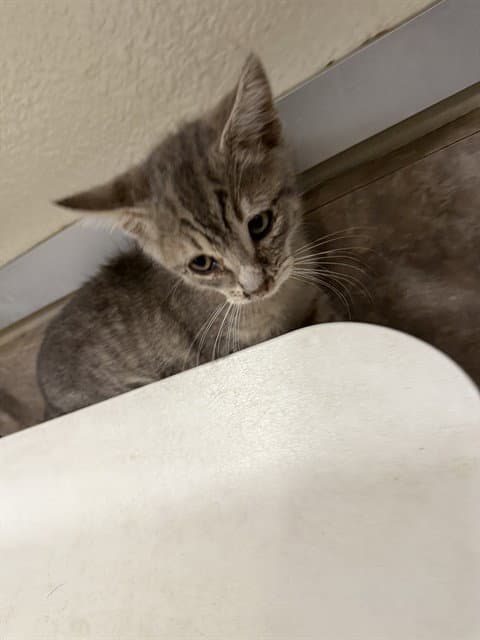 Frankie - Domestic Short Hair