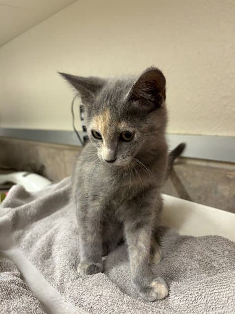Unknown - Domestic Short Hair