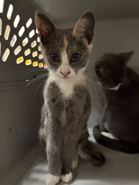 Unknown - Domestic Short Hair
