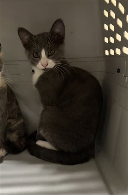 Unknown - Domestic Short Hair