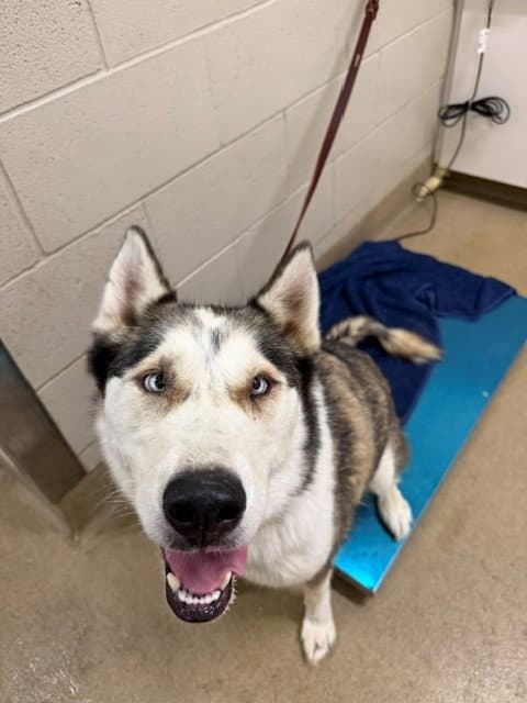 Delilah - Siberian Husky