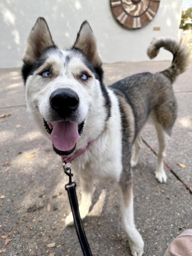 Delilah - Siberian Husky