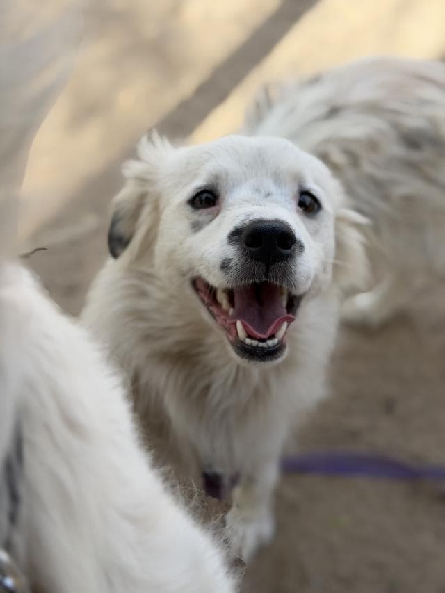 Wesley - Australian Shepherd