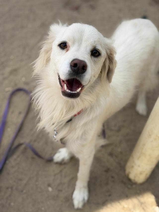 Miles - Australian Shepherd
