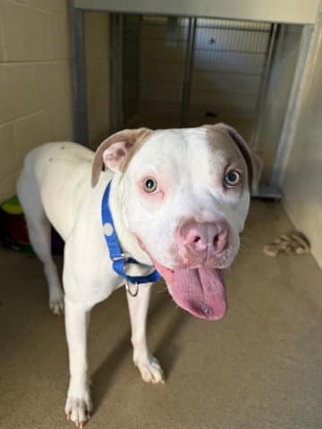 Spotie - Pit Bull Terrier