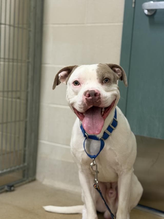 Spotie - Pit Bull Terrier
