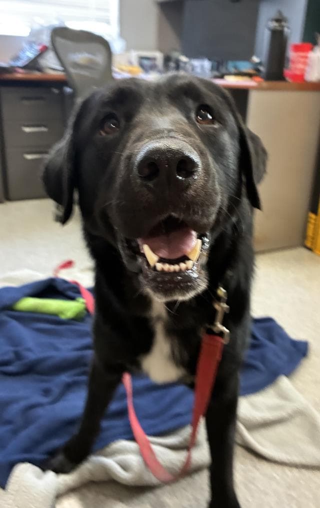 Goose - Labrador Retriever