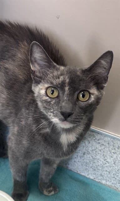 Summer - Domestic Short Hair