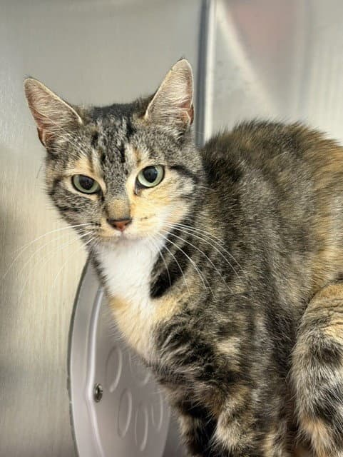 Dutchess - Domestic Short Hair