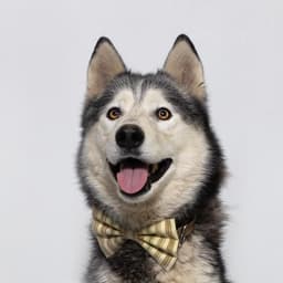 Felix image 1