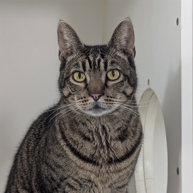 Tom - Domestic Short Hair