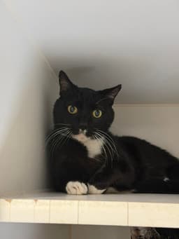 Whiskers image 1