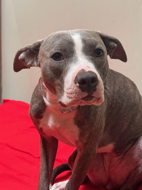 Scope - Pit Bull Terrier