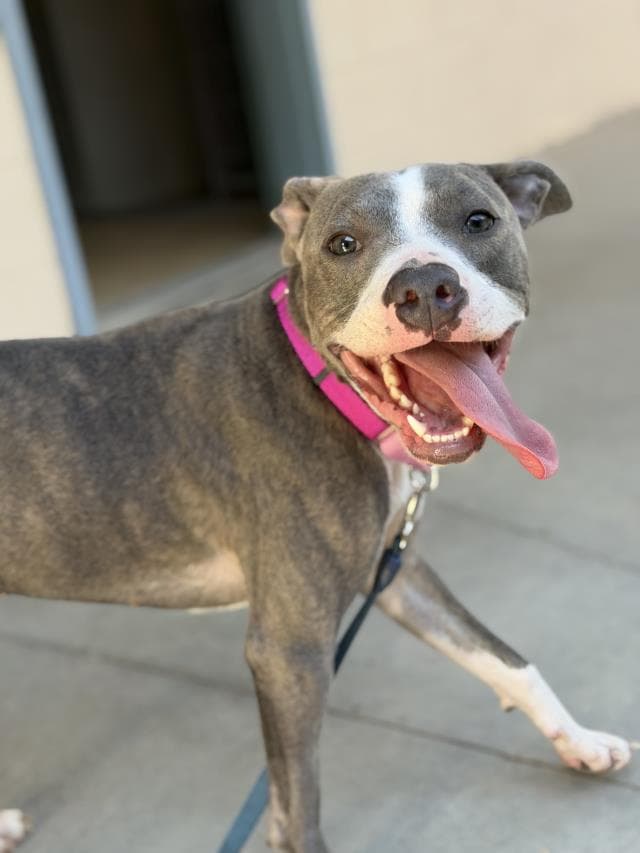 Scope - Pit Bull Terrier