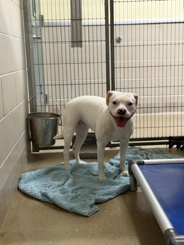 Pinky - Dogo Argentino