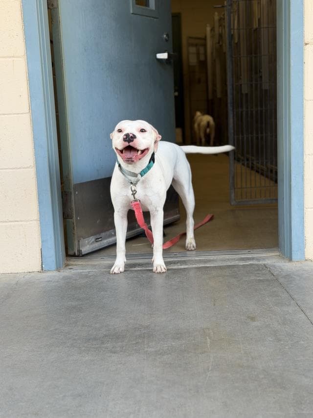Pinky - Dogo Argentino