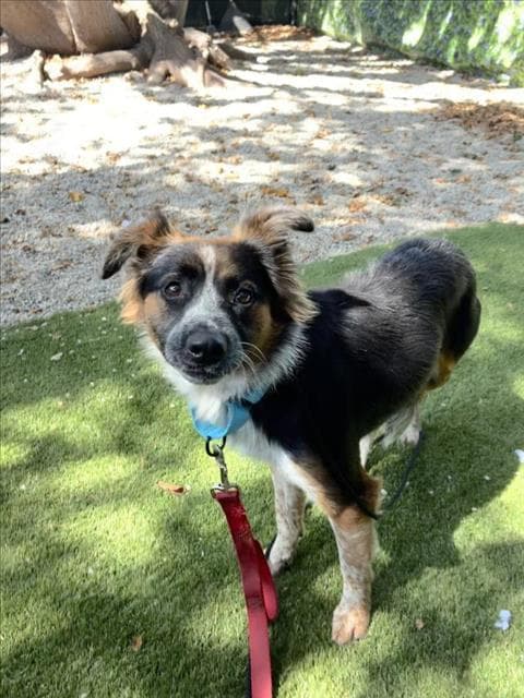 Willow - Australian Shepherd