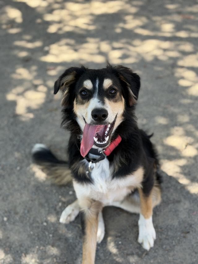 Maxx - Australian Cattle Dog/Blue Heeler