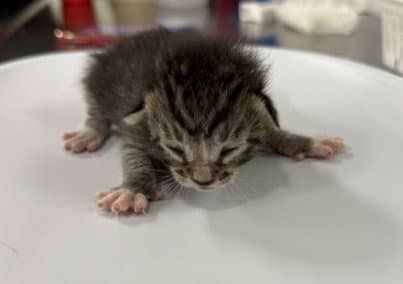 Lucas - Domestic Short Hair