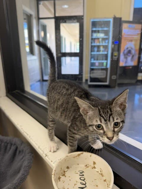 Lucas - Domestic Short Hair