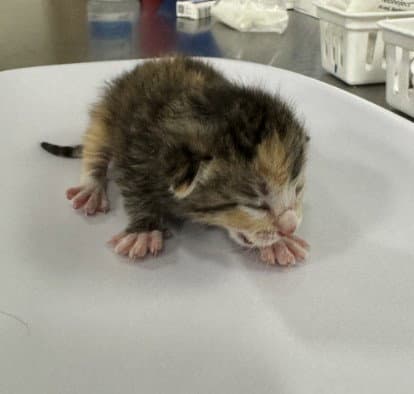 Chica - Domestic Short Hair