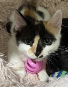 Confetti - Domestic Short Hair
