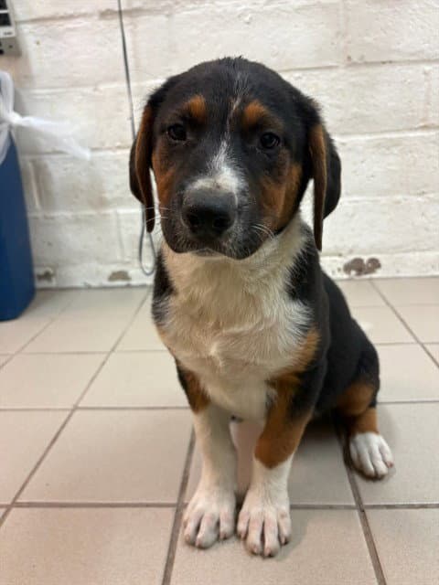 Joey - Australian Shepherd