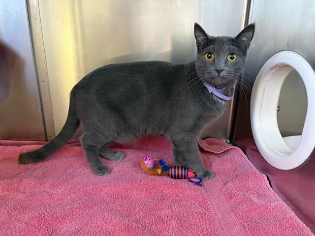 Ophelia - Domestic Short Hair
