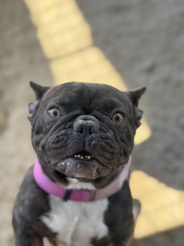 Ashoka - French Bulldog