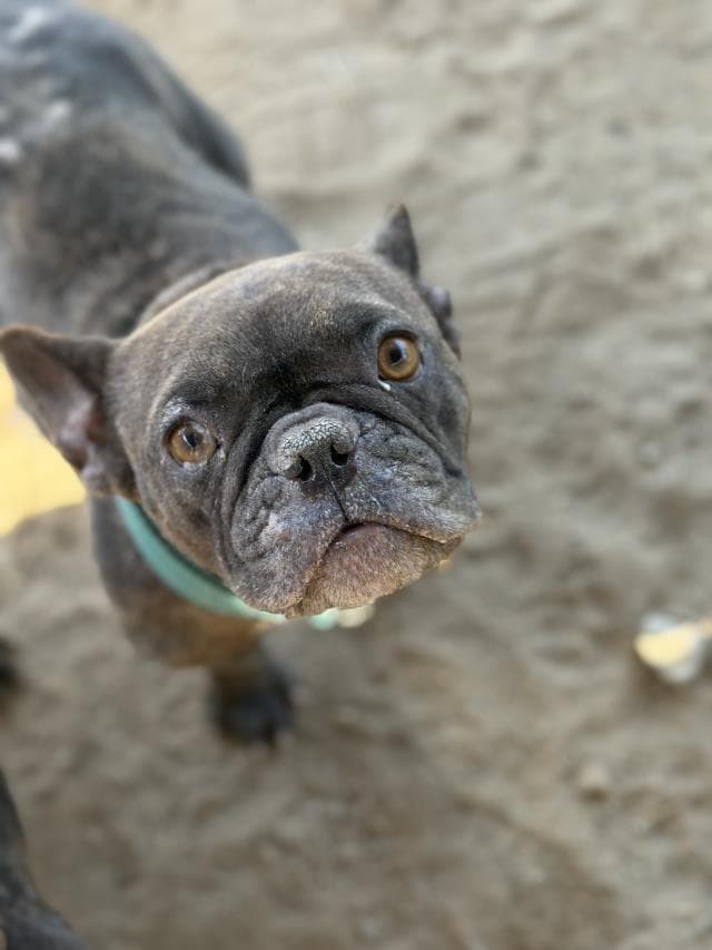 Padme - French Bulldog