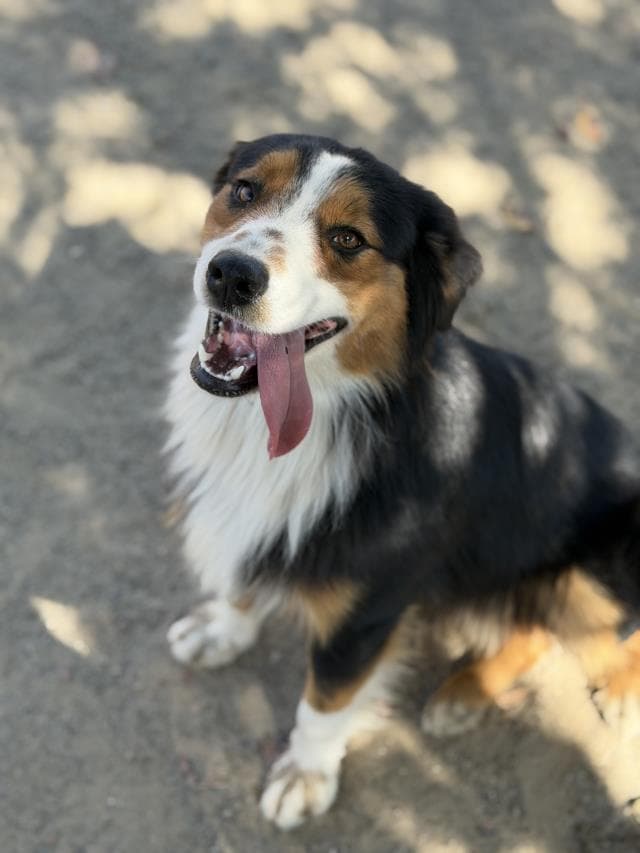 Moose - Australian Shepherd