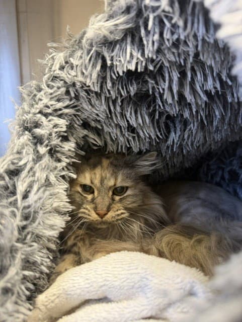 Unknown - Domestic Long Hair