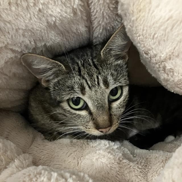 Unknown - Domestic Short Hair