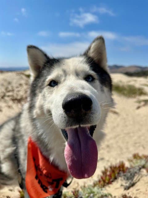 Finn - Siberian Husky
