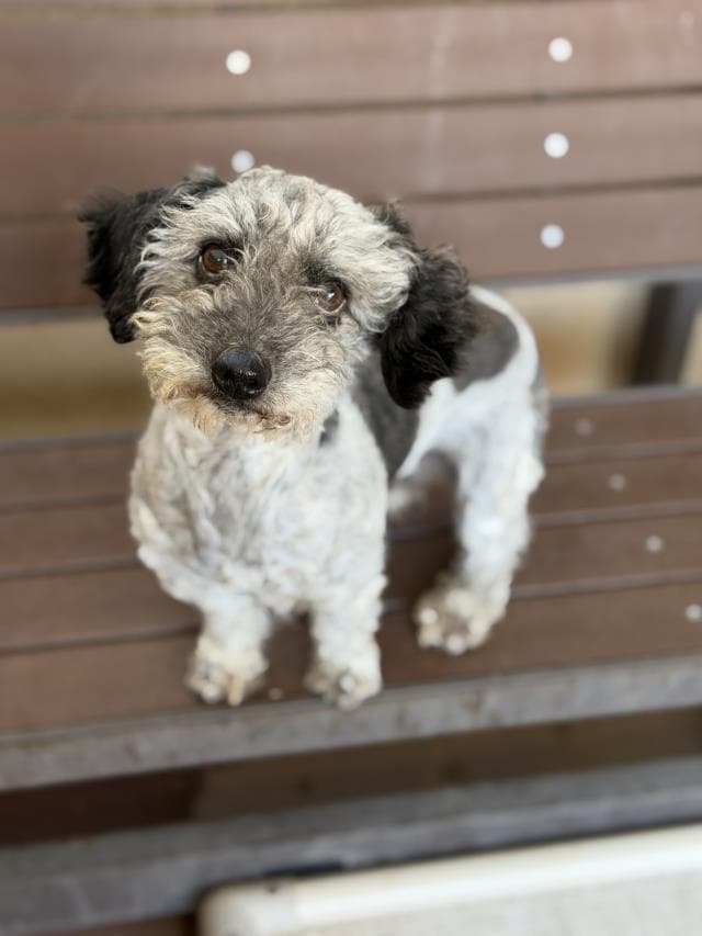 Bruno - Miniature Schnauzer