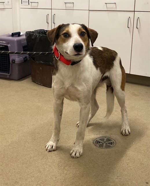 Copper - American Foxhound