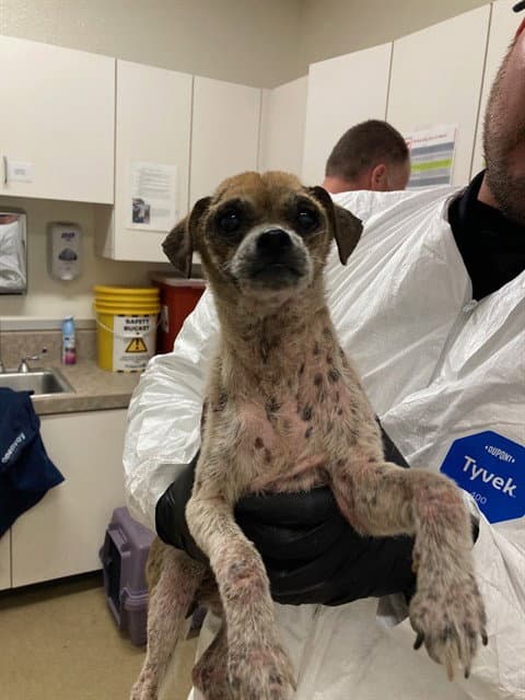 Maria - Chihuahua