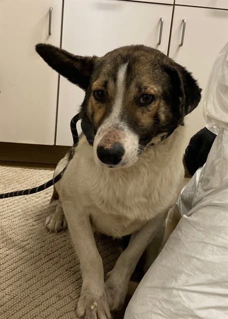 Pacha - Queensland Heeler