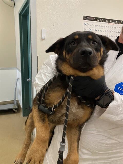 Chicha - Rottweiler
