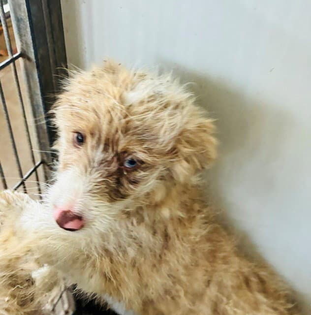 Arnie - Australian Shepherd
