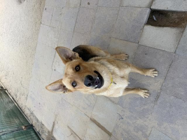 Rodney - German Shepherd Dog