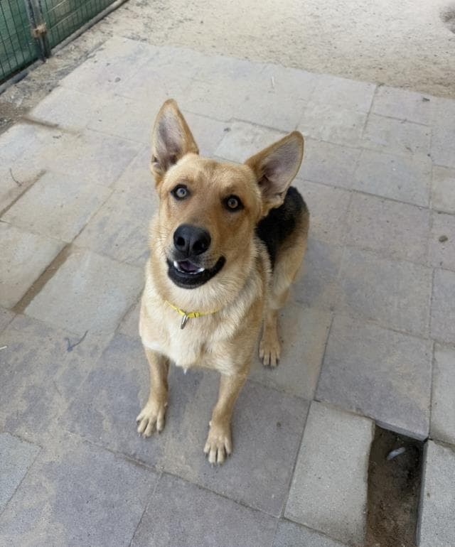 Rodney - German Shepherd Dog